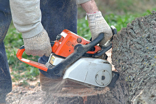 Trusted Chanhassen, MN Tree Care Experts